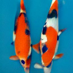 generated: a koi fish #2